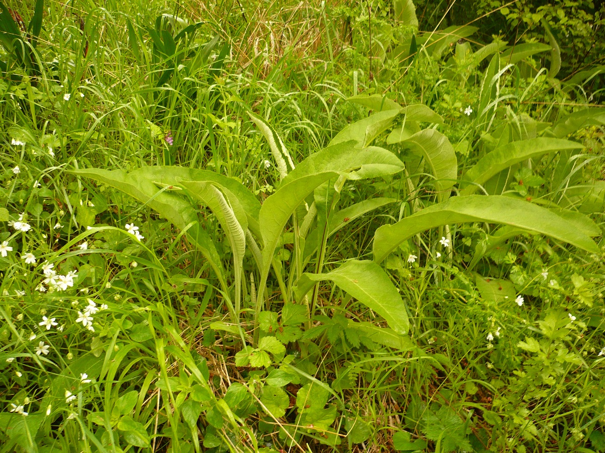 Inula helenium (Asteraceae)